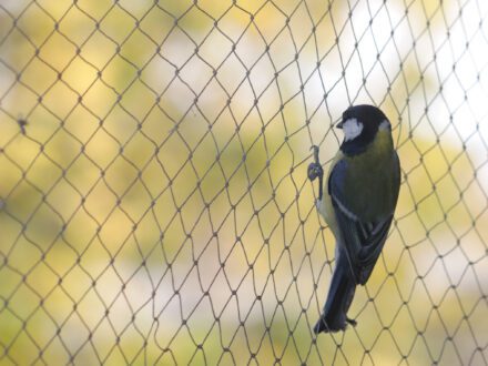 Bird Netting system